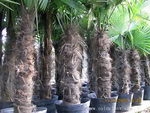 نخل آسیابی (شبیه به آسیاب بادی)